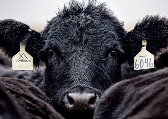 Photo shows a close up of a large black cow or bull looking over the backs of other cattle at the camera