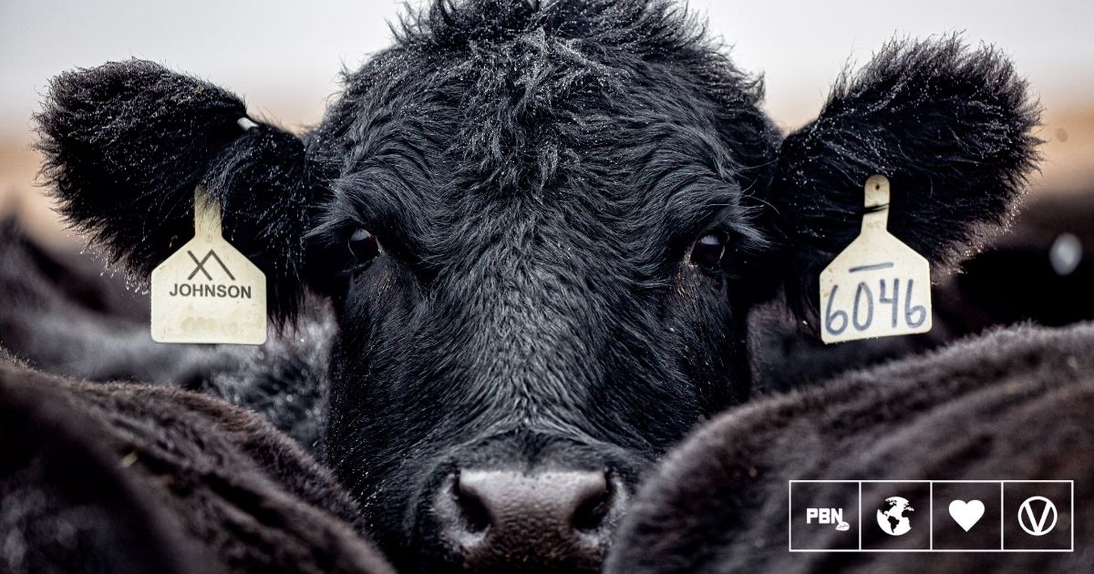 More US Bird Flu Cases 'Likely' After Second Human Infected By Cows