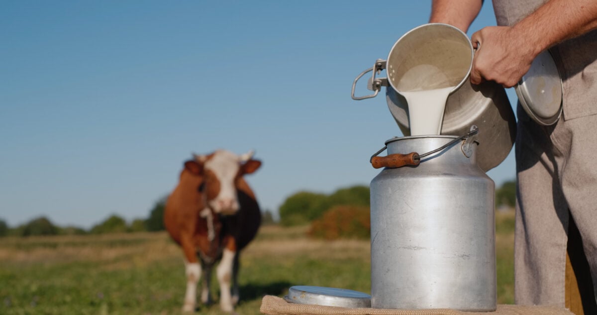 Photo shows a farmer pouring fresh milk into an urn with a cow standing in the background
