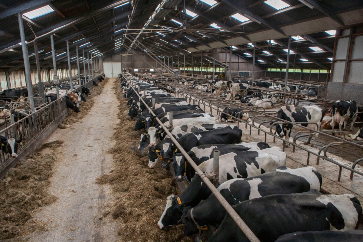 Photo shows a herd of cattle in metal pens within a large-scale farm