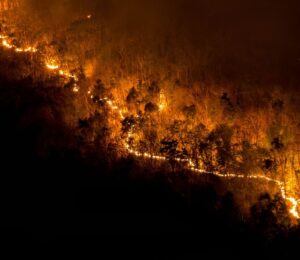 Photo shows a large forest fire from above, with the trees to either side of the flames in relative darkness
