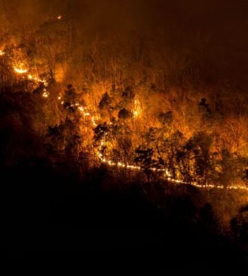 Photo shows a large forest fire from above, with the trees to either side of the flames in relative darkness