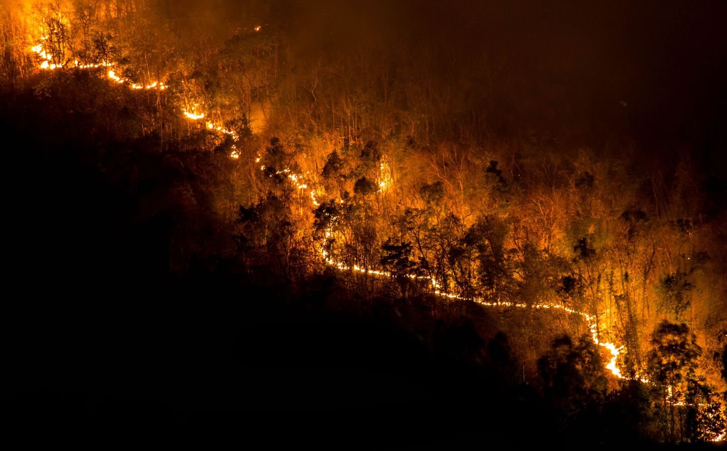 Photo shows a large forest fire from above, with the trees to either side of the flames in relative darkness