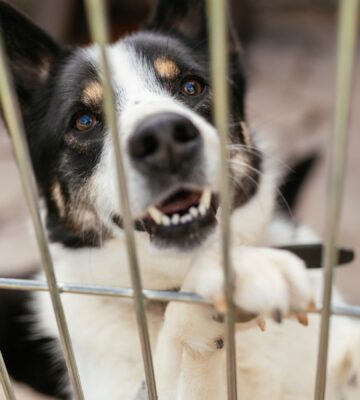 Dog in a shelter