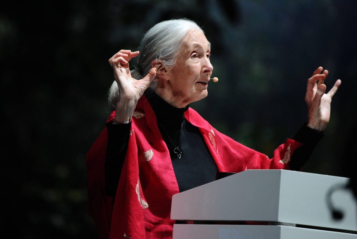 Environmentalist Jane Goodall giving a speech