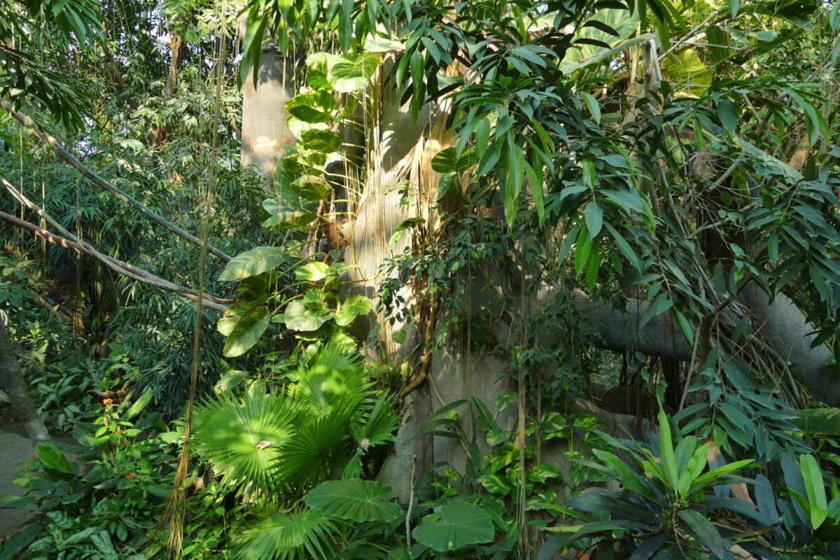 Sumatran jungle liana vines