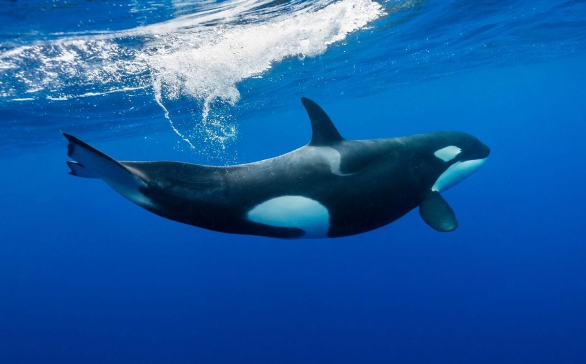 An orca off the coast of New Zealand
