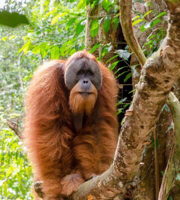 Sumatran orangutan