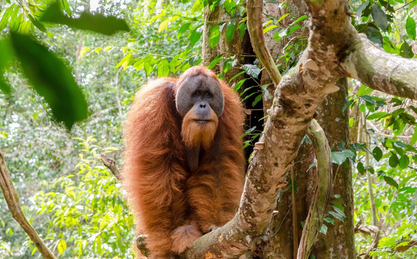 Orangutan Treats Wound With Medicinal Plant In First Recorded Case