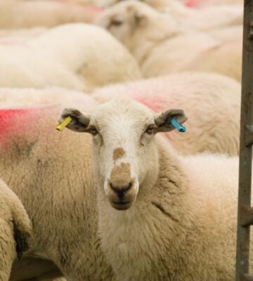 sheep being exported