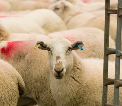 sheep being exported