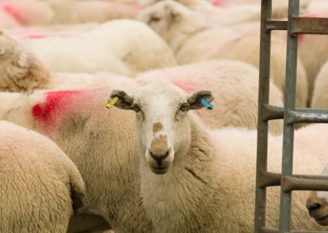 sheep being exported