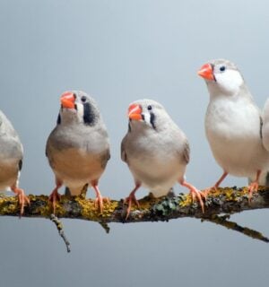 Zebra finches on a branch