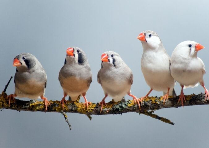 Zebra finches on a branch