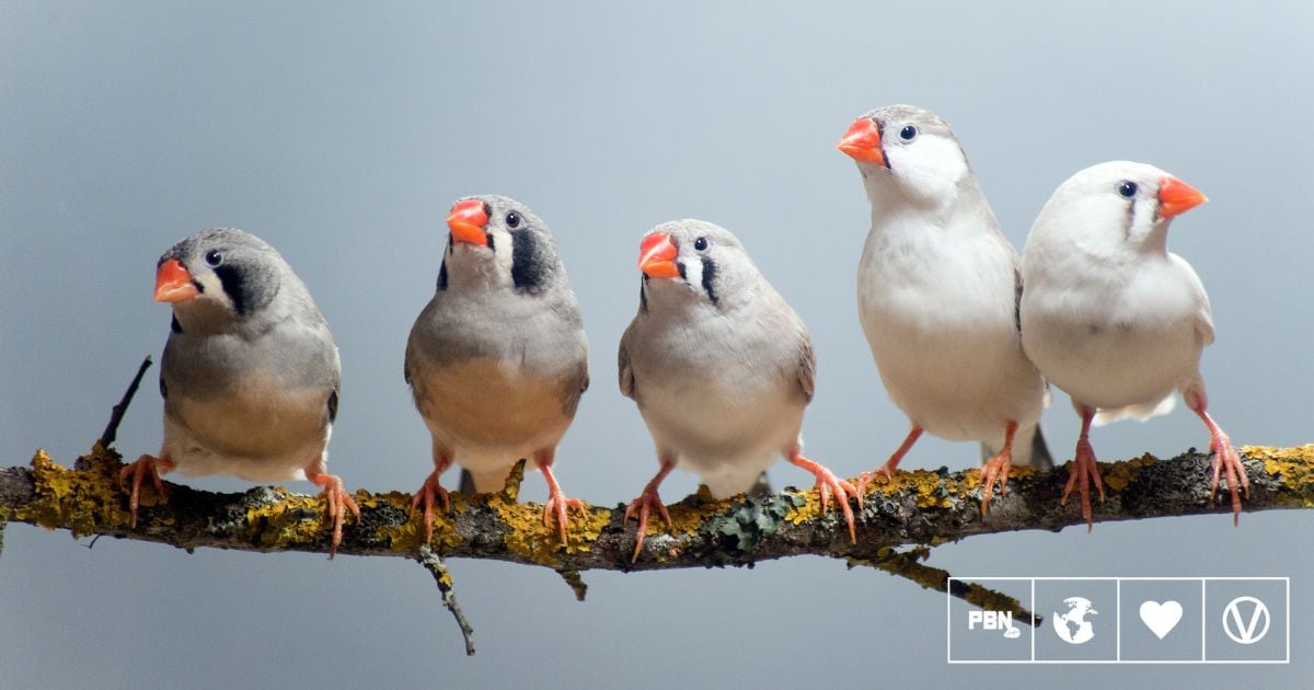 Traffic Noise Harms Baby Birds' Development, Research Finds