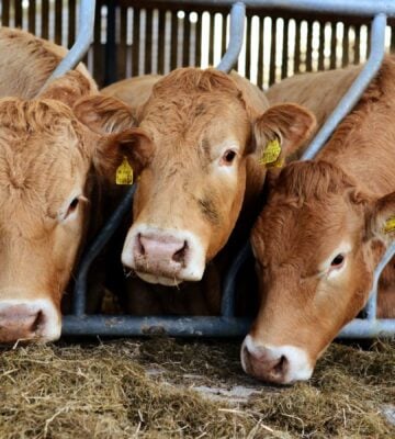 Three cows behind bars and eating hay at a beef farm