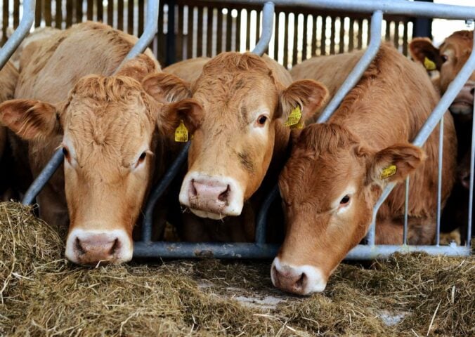 Three cows behind bars and eating hay at a beef farm