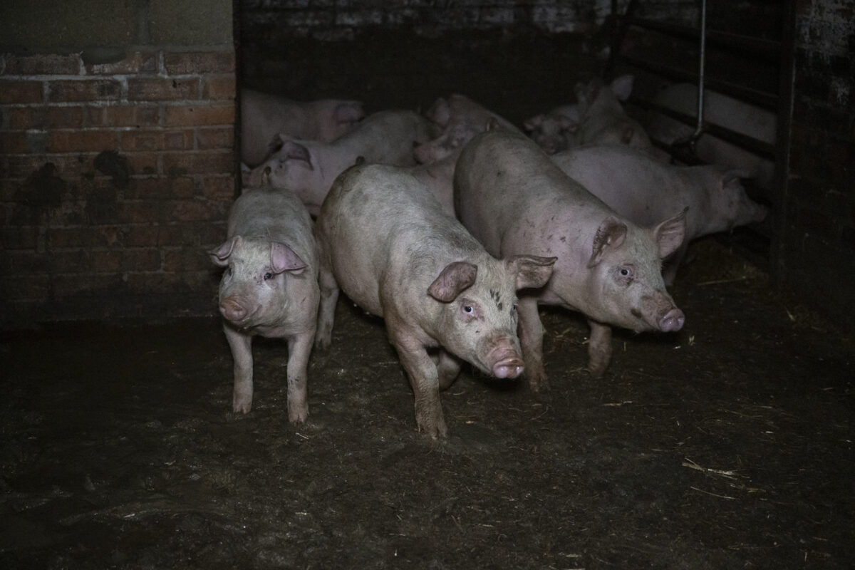 Pigs on an RSPCA Assured farm
