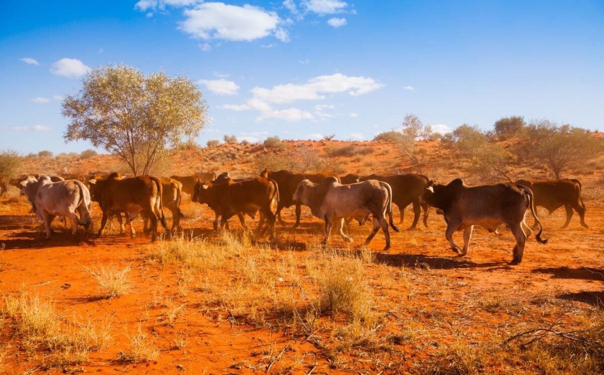 Cows in the outback of Australia