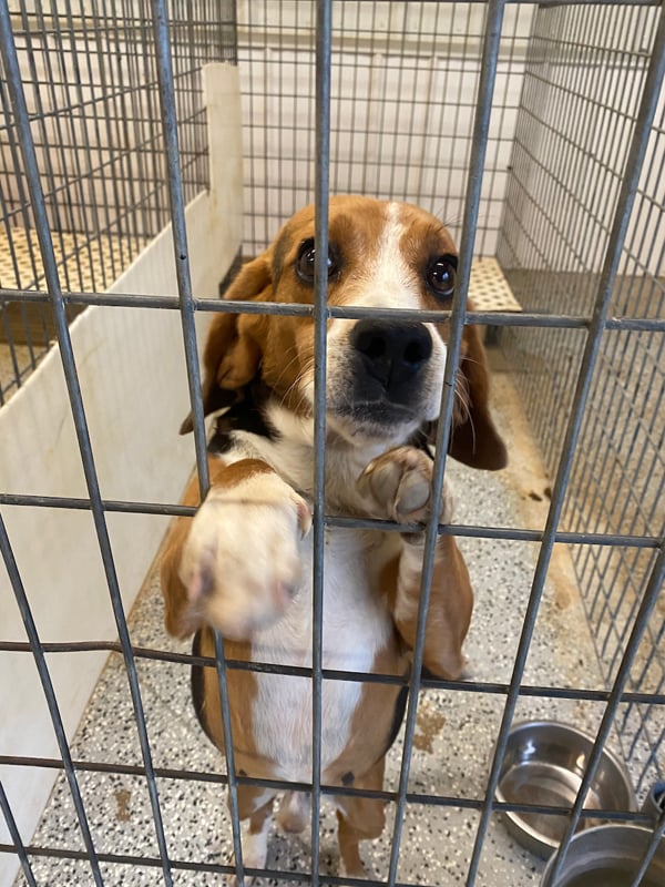 A beagle in a cage in an animal testing lab