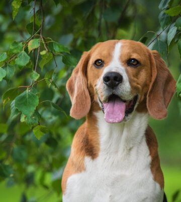A beagle