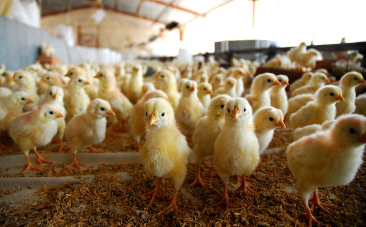 Young chickens in an intensive chicken farm