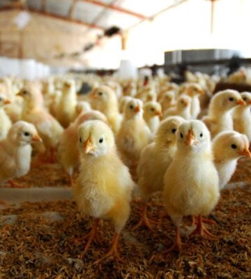 Young chickens in an intensive chicken farm