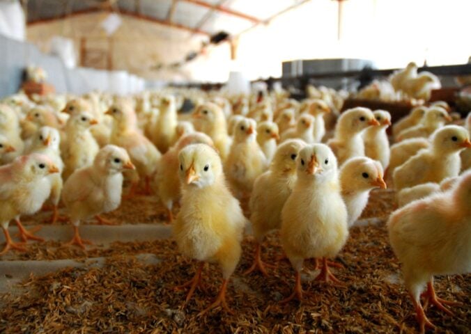 Young chickens in an intensive chicken farm