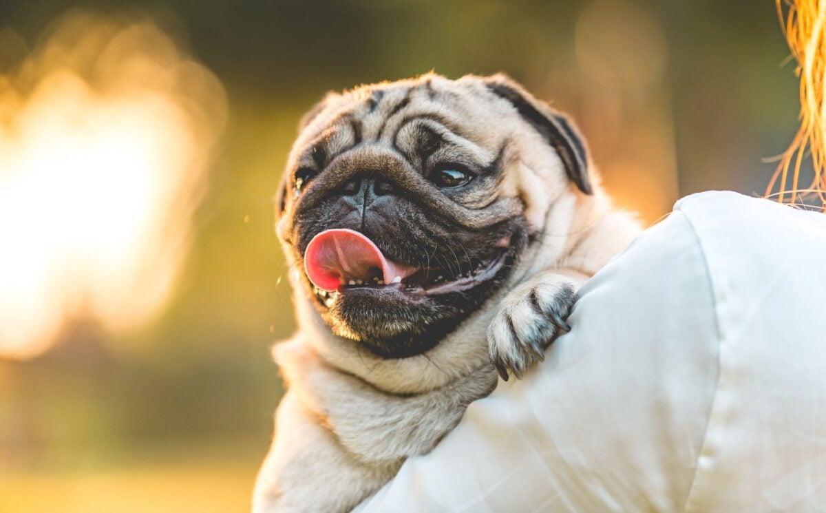 A pug being carried by a human in the sun