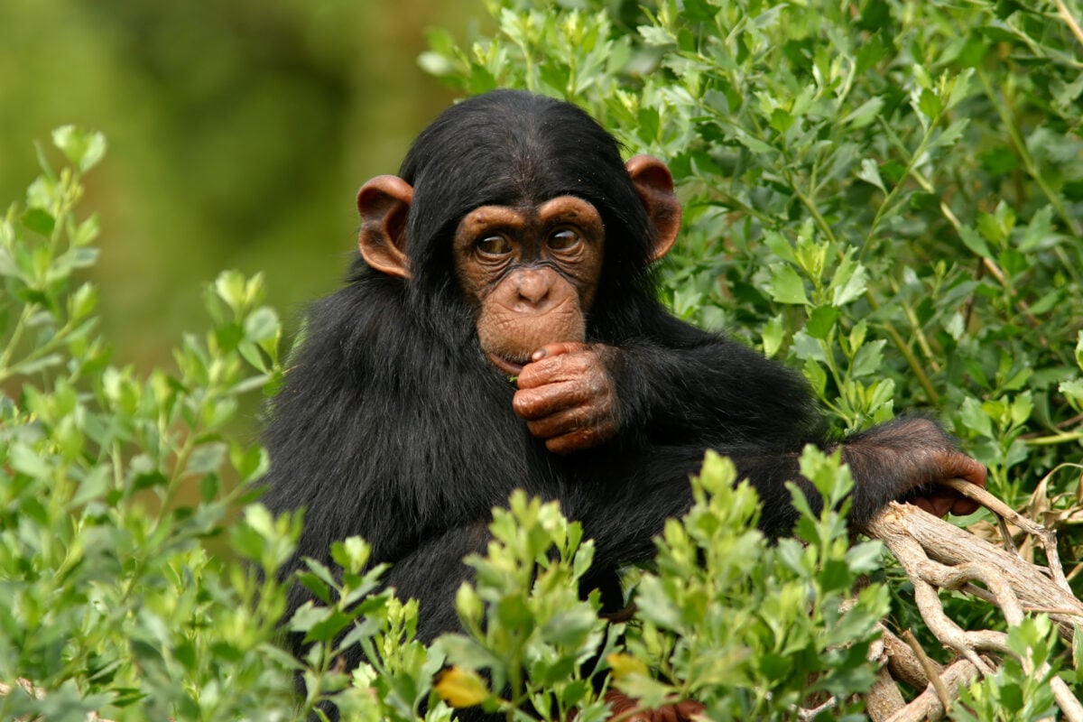 A young chimpanzee sitting in the bushes eating leaves