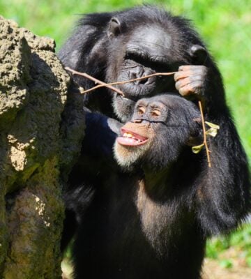 A parent and baby chimpanzee picking twigs off a tree