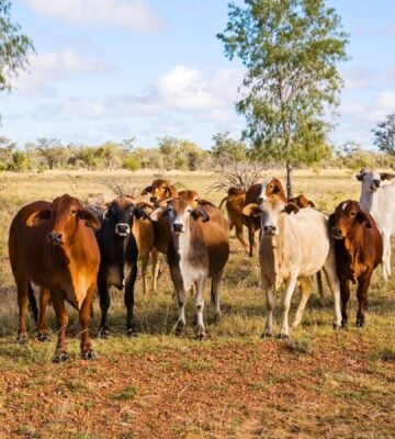 Cows on a ranch in Queensland, Australia