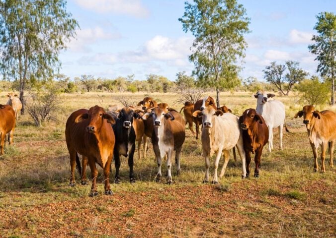 Cows on a ranch in Queensland, Australia