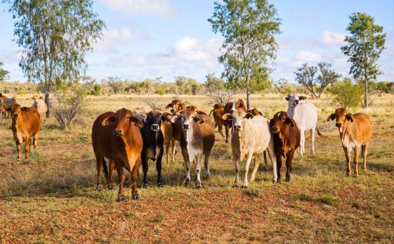 Cattle Australia Claims Clearing Forests Grown After 1990 Shouldn’t Be 