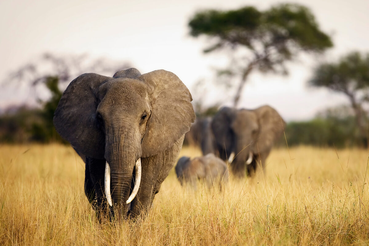 A herd of elephants, who are known to communicate with each other using names