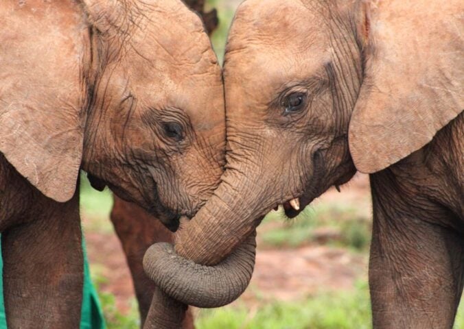 Two elephants, who are known to call each other by name, with their trunks intertwined