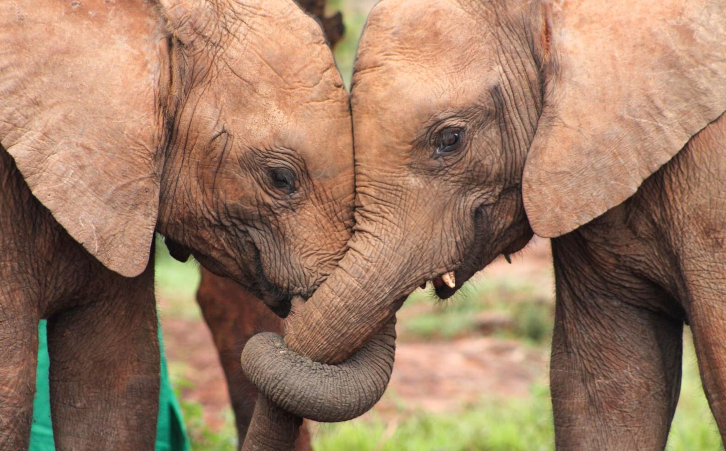 Two elephants, who are known to call each other by name, with their trunks intertwined