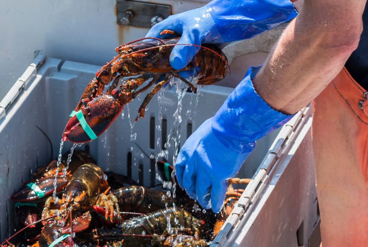 Photo shows a fisherman taking a live lobster out of a crate of other lobsters, all with their claws taped shut