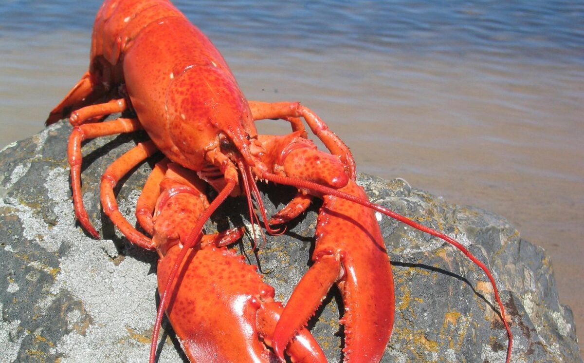 Photo shows a large red lobster perched on a rock by the water