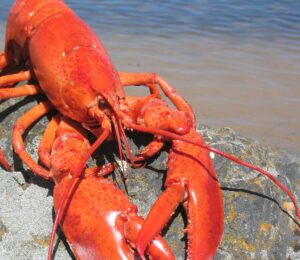 Photo shows a large red lobster perched on a rock by the water