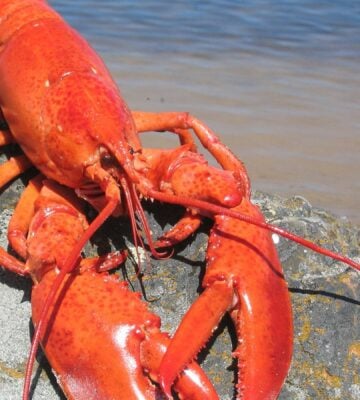 Photo shows a large red lobster perched on a rock by the water