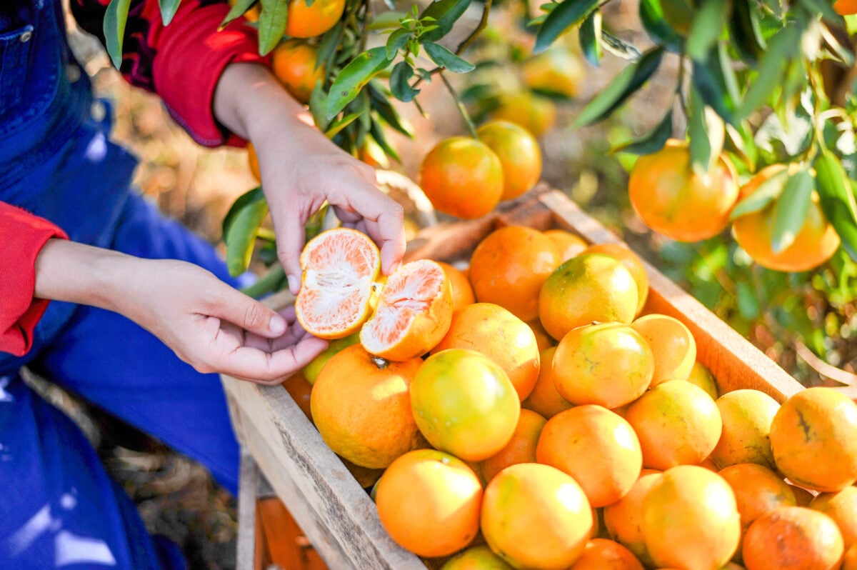 Photo shows the hands of a farmer harvesting fruit next to a big container of oranges