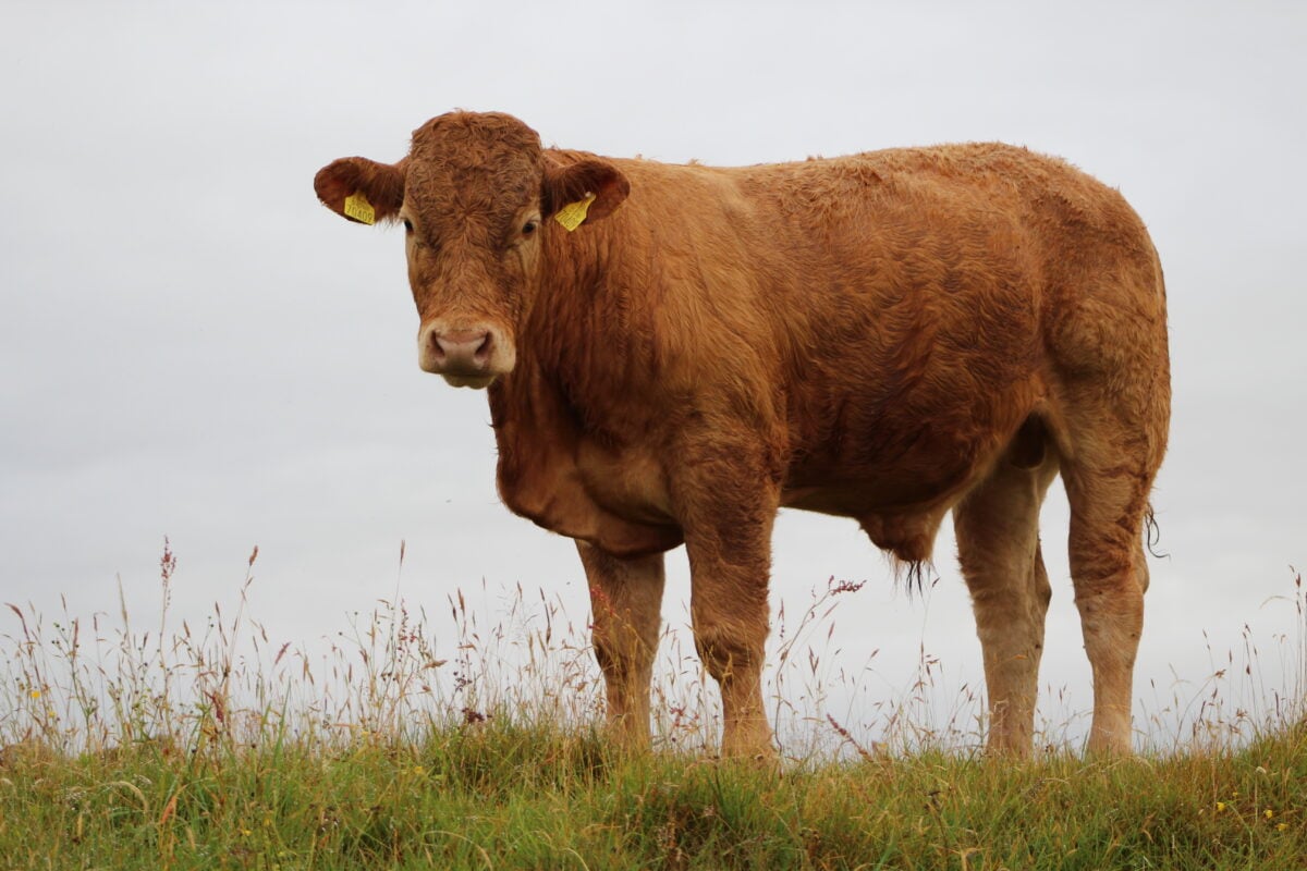 An ox standing in a field