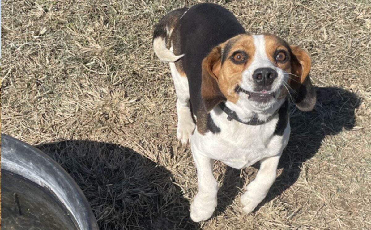 A beagle appearing to smile at the camera after being rescued from animal testing