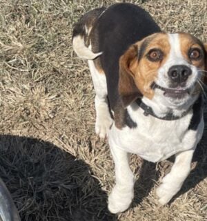 A beagle appearing to smile at the camera after being rescued from animal testing