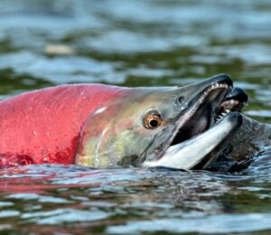 Photo shows a sockeye salmon breaching the surface of the water