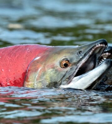 Photo shows a sockeye salmon breaching the surface of the water