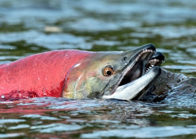 Photo shows a sockeye salmon breaching the surface of the water
