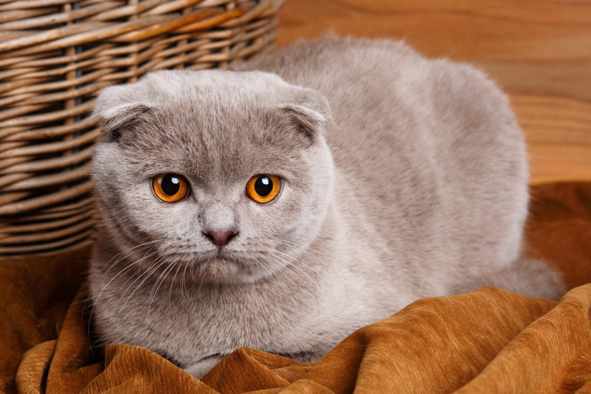 A grey Scottish fold cat with orange eyes
