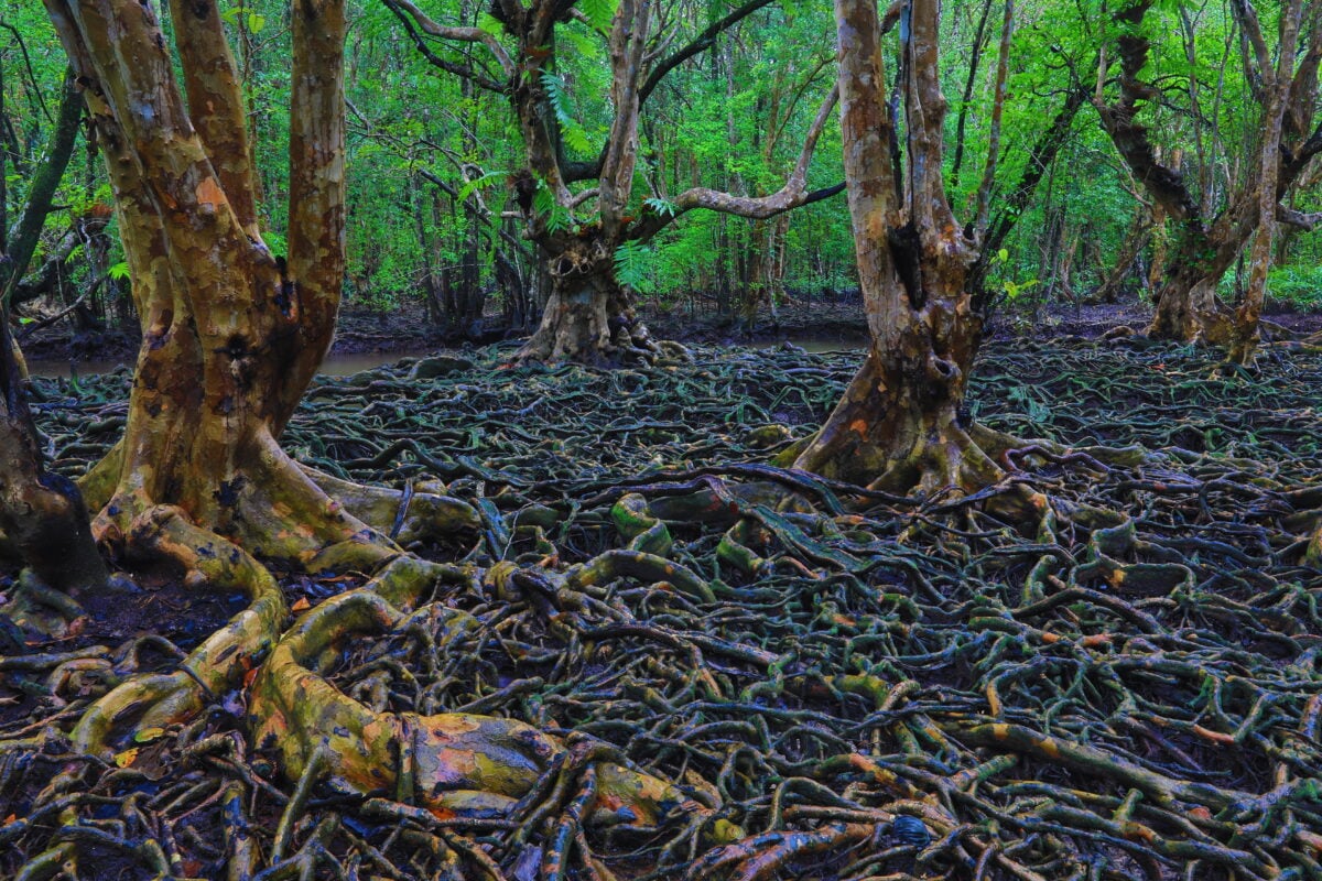 Photo shows the complex root system of an endangered mangrove forest